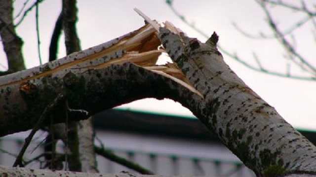 В Харькове упавшая ветка травмировала двух студенток: одну медики увезли без сознания