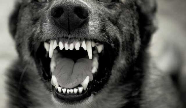 На Донетчине домашние овчарки загрызли двухлетнего мальчика: подробности трагедии