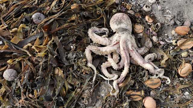 Загадка о неизвестном яде — Süddeutsche Zeitung