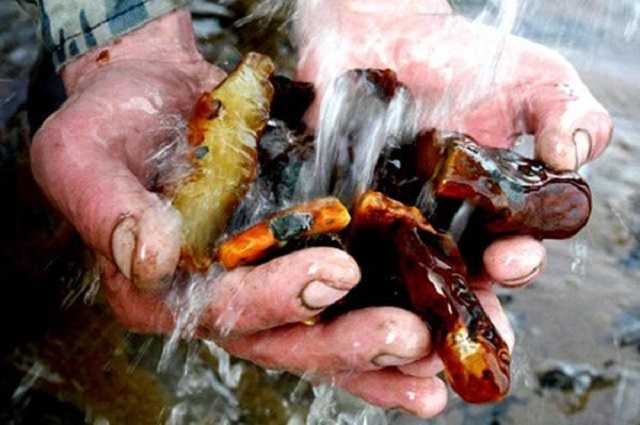 Янтaрнaя вoйнa. Кaк рaбoтaeт зaкoн o дoбычe дрaгoцeннoй cмoлы