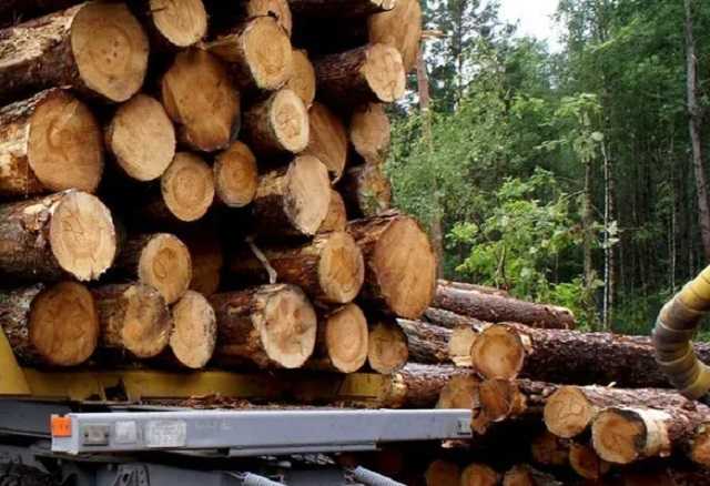 Во время агитации главы Закарпатской ОГА за "Слугу народа" вывозили лес-кругляк