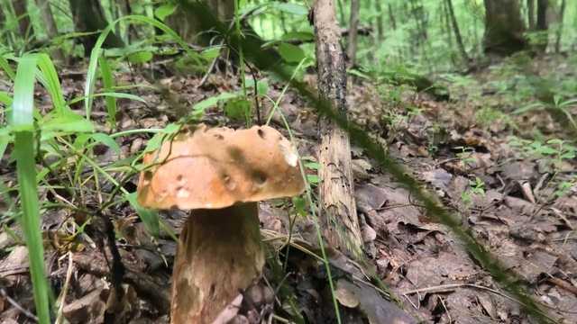 На Закарпатті рятувальники знайшли мертвим чоловіка, який пішов по гриби