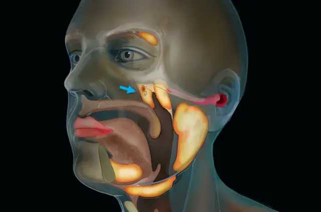 В голове человека обнаружен новый орган