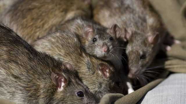 Ученые выяснили, как легкие наркотики могут стимулировать переход на тяжелые