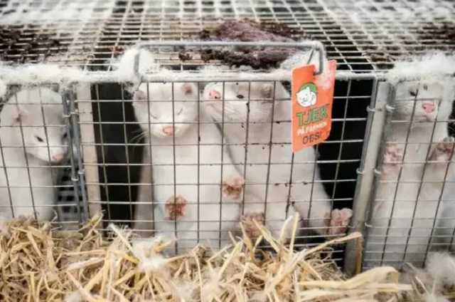 Помимо Дании зараженных коронавирусом норок обнаружили еще в 5 странах