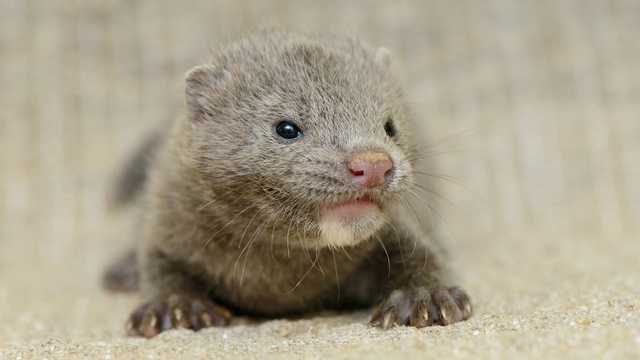 Українських норок перевірили на коронавірус