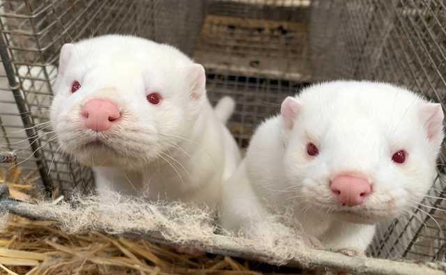 ВООЗ вважає поспішним рішення уряду Данії знищити 17 мільйонів норок