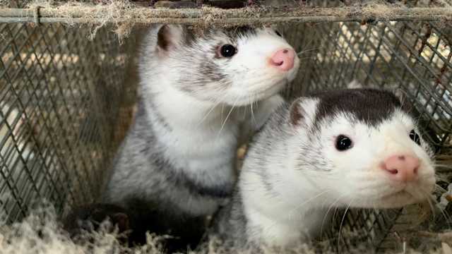 Уряд Данії відмовився від плану знищити мільйони норок через мутацію COVID-19