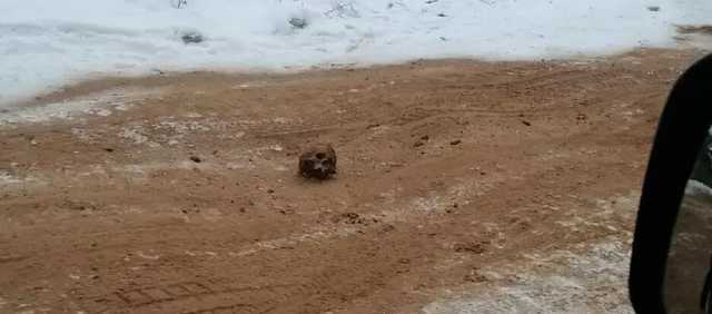 В России дорогу посыпали песком с человеческими костями