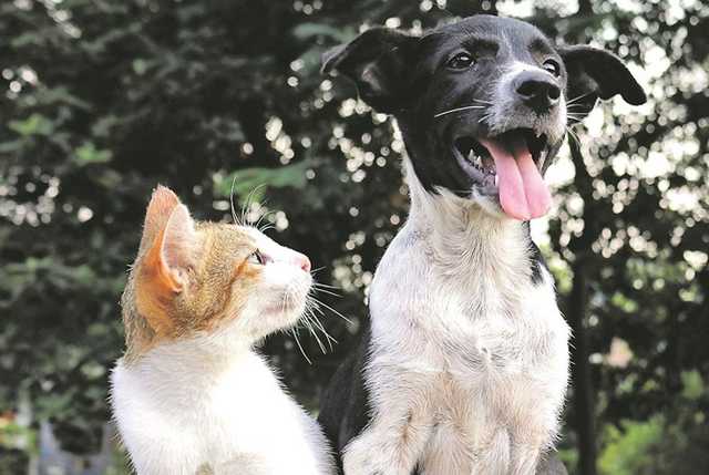 Могут ли коты и собаки подцепить COVID-19: врач дал ответ