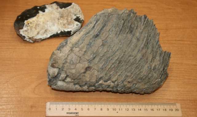 На Рівненщині селянин знайшов зуб доісторичної тварини, якому понад 40 тисяч років