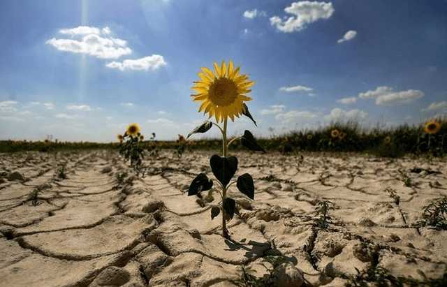 Оприлюднено масштаб сільськогосподарської кризи на Запоріжжі