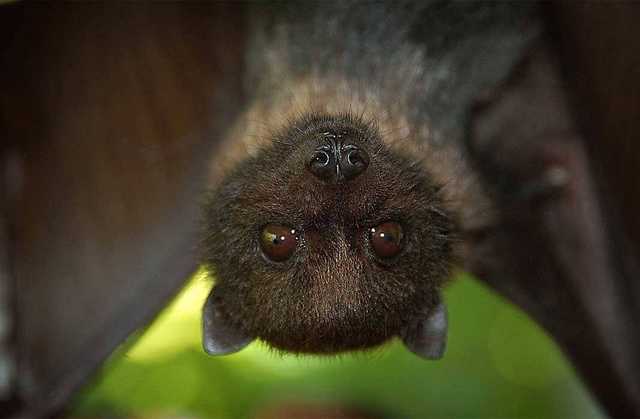 Схожие с COVID-19 вирусы у летучих мышей впервые обнаружили за границами Китая