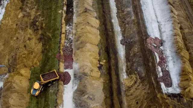 В Дании «поднялись из-под земли» убитые из-за коронавируса норки