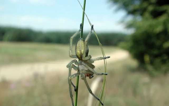 Мужчине отрезали ноги из-за укуса ядовитого паука: подробности трагедии на Днепропетровщине