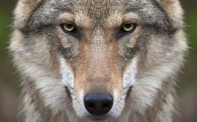 Поселок Ворохта на Прикарпатье атаковали волки: погибли домашние животные