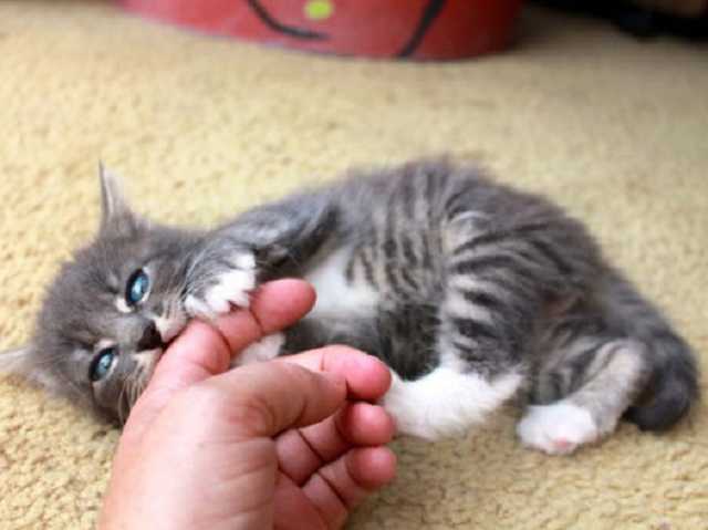 Убивают котят и отрезают им лапы: под Одессой орудует банда нелюдей-садистов