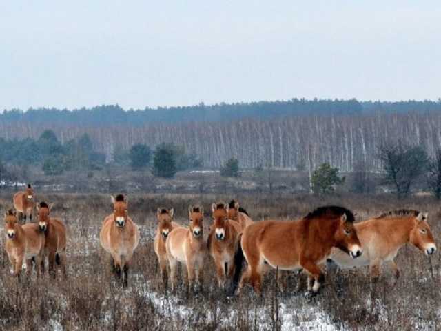 В Чернобыльской зоне из-за расставленных неизвестными ловушек погибли лошади Пржевальского