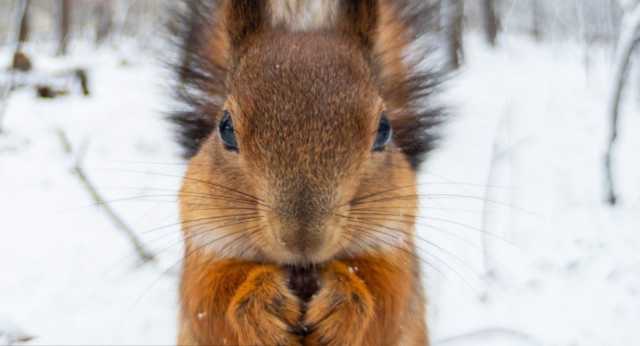 Бешеная белка отправила на карантин целый городок на Житомирщине