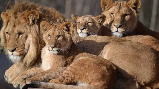 Четыре льва заразились коронавирусом в зоопарке Барселоны