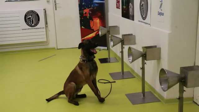 Собаки могут выявлять коронавирус точнее, чем ПЦР-тесты