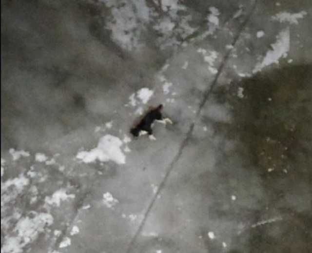 В Чернігові невідомі скинули собаку з Пішохідного мосту на лід: волонтери розшукують свідків