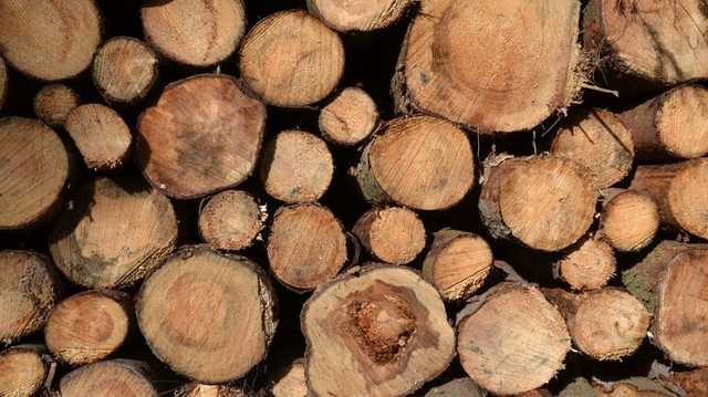 Еврокомиссия заявила, что запрет на экспорт древесины угрожает ассоциации Украины с ЕС