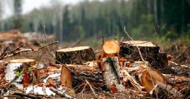 На Житомирщине заявили о многомиллионных убытках из-за "черных лесорубов"