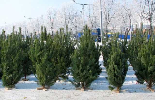 В Украине начали продавать новогодние елки: как выбрать и сколько стоят деревья