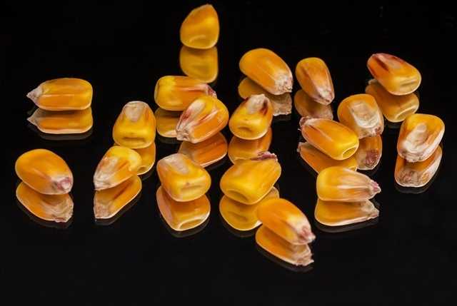 На Тернопольщине кукурузное зернышко стало причиной смерти годовалого ребенка