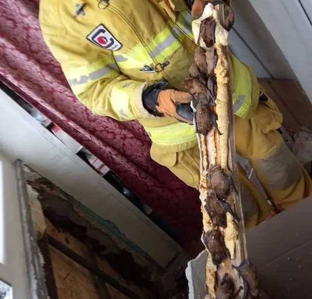 В Днепре в квартире нашли 500 летучих мышей