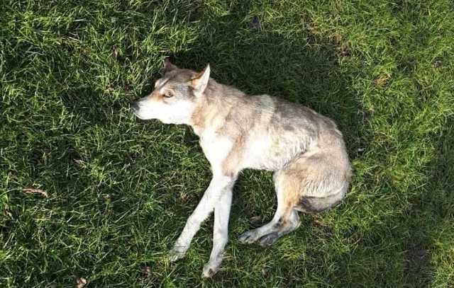 Полиция нашла подростков, которые издевались над собакой в мешке