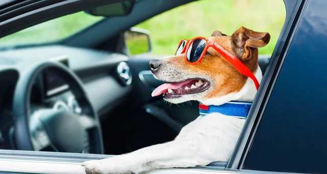 Пьяная женщина попала в ДТП и возложила вину на свою собаку