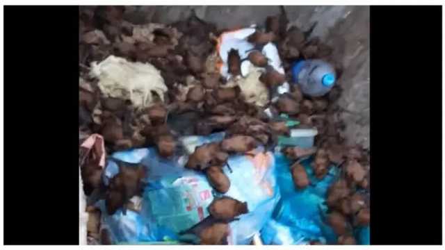 В Запорожье в мусорке нашли 700 краснокнижных летучих мышей