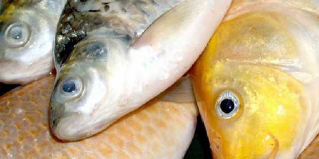 Китай заборонив російську рибу: містить збудника Covid-19