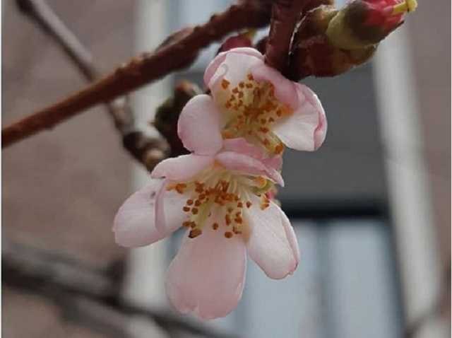 Среди зимы в Закарпатье расцвела сакура