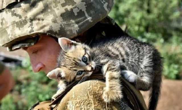 Волонтер поделилась трогательными историями воинов ВСУ о котах на войне