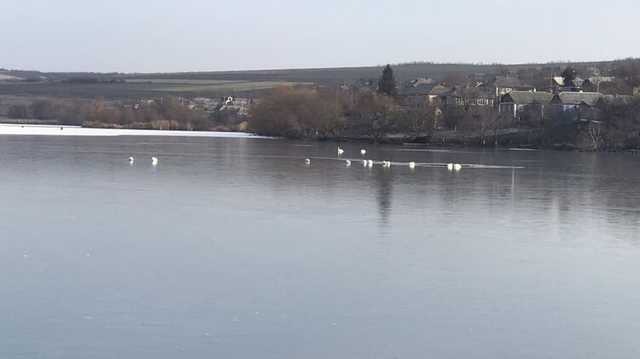 В Одесской области стая лебедей примерзла ко льду. Спасателям удалось освободить птиц
