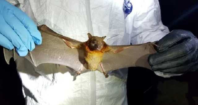 Нарушали нормы ВОЗ: ученые из Уханя сделали признание об укусах летучих мышей