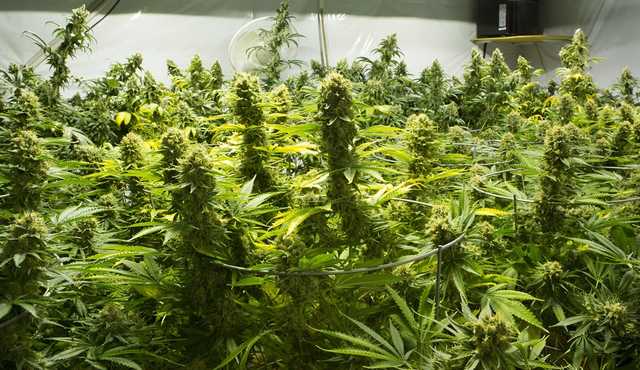 На Чернігівщині двох поліцейських затримали за збут наркотиків