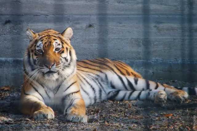 На Черниговщине в зоопарке тигр загрыз заведующего секцией диких животных