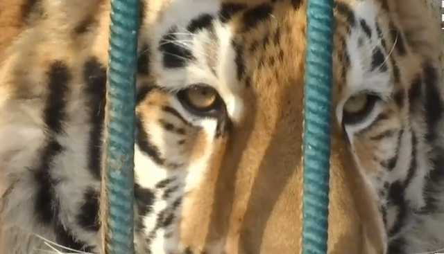 Убитый тигром работник дружил с хищником более трех лет: теперь решается судьба животного