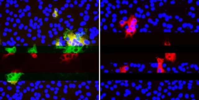 Ученые обнаружили коварный способ мутации коронавируса