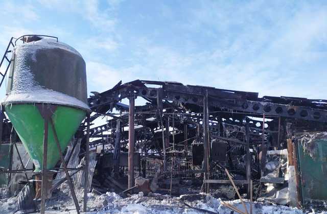 Под Черниговом в крупном пожаре заживо сгорели больше двух сотен свиней