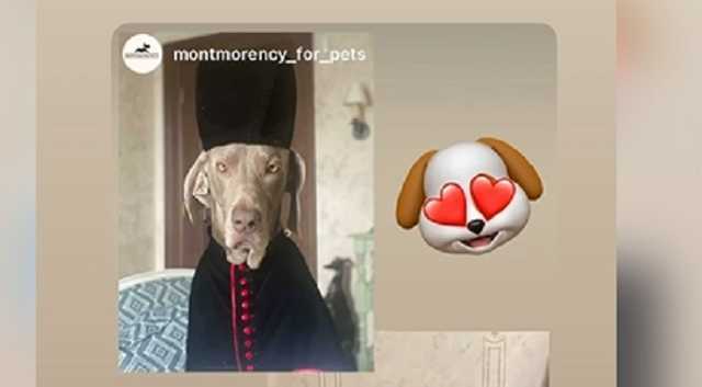 Вдова Кернеса одела собаку как священника