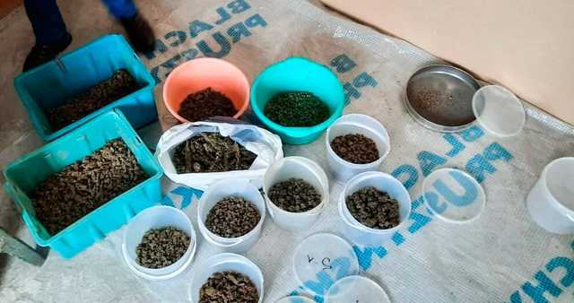 На Николаевщине у пенсионера нашли каннабиса на сумму более полумиллиона гривен