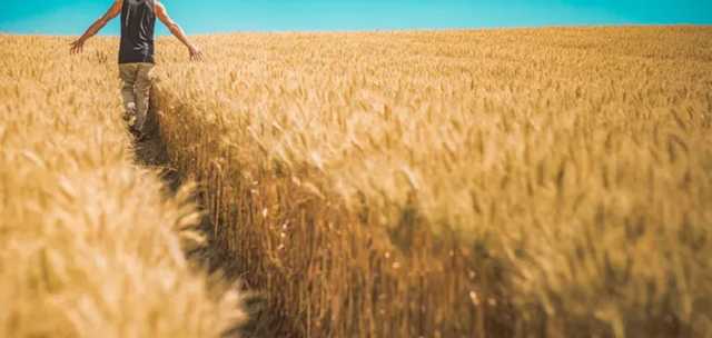 Каждый украинец имеет право на бесплатный участок земли: как получить