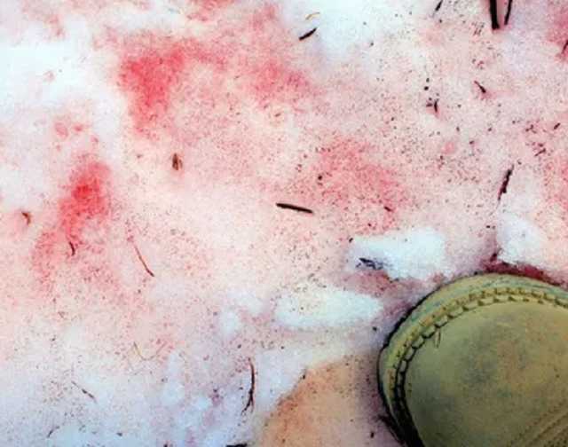 В Киеве переполох из-за отравления собак "розовым снегом": как уберечь домашних любимцев