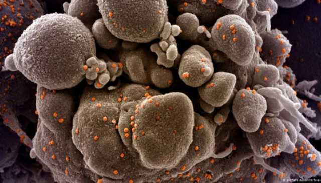 На Закарпатье медики уверены в приходе новых мутаций коронавируса