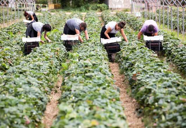 Германия хочет переманить украинских заробитчан: кого и куда зовут